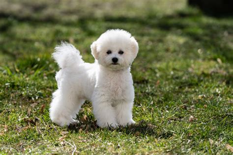 4 Bichon Frise Colors: White Is Actually Not The Only Option