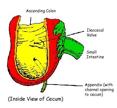 The Cecum - A Fascinating Close Up View