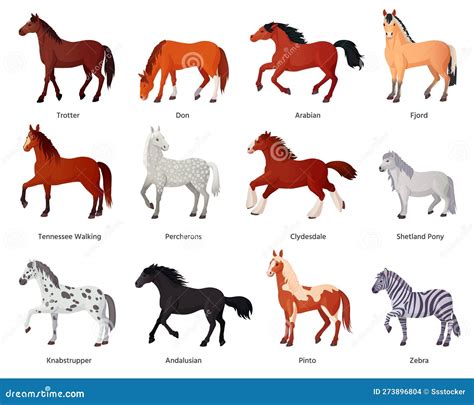 Horses Breeds. Horse Farm Breeding For Horseback Riding, Different ...