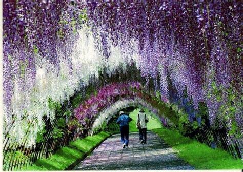 Wisteria Tunnel, Kawachi Fuji Garden (5) | Wisteria tunnel japan ...