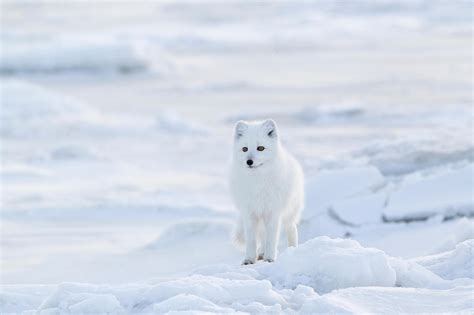 Dwindling sea ice linked to decline of Arctic foxes in Canada’s Hudson ...