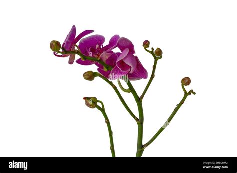 Purple Orchid Types