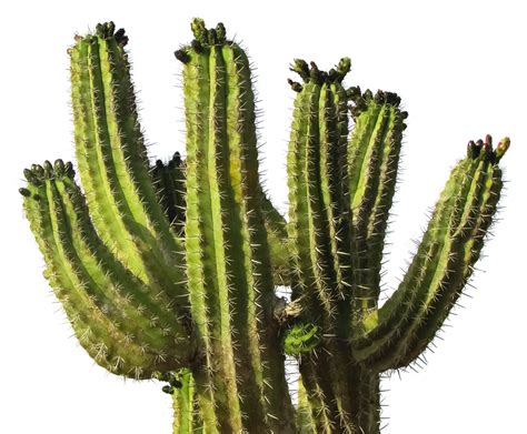 Cactus Desert Plant PNG Image | Desert plants, Plants, Cactus pictures