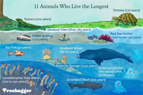 Top 100+ Which animal have the longest lifespan - Merkantilaklubben.org