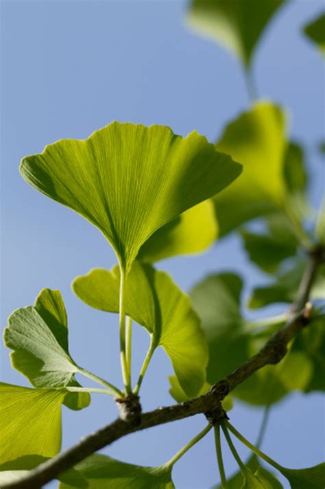 How to process ginkgo leaves – Artofit