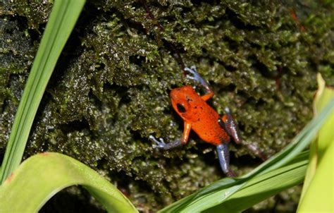 Strawberry Poison Dart Frog– Facts, Size, Diet, Pictures