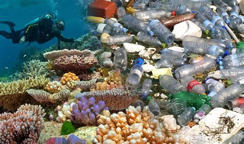 Plastic pollution: Coral choked by shopping bags and dirty nappies ...