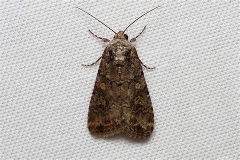 Spodoptera exigua (Beet Armyworm Moth) Hodges # 9665 | Moth, Animal ...