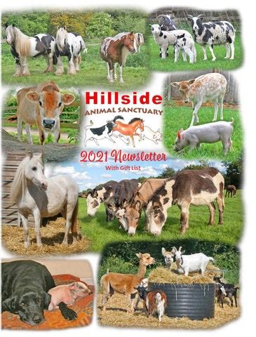 Hillside Animal Sanctuary 2021 Newsletter... by HillsideAnimalSanctuary ...