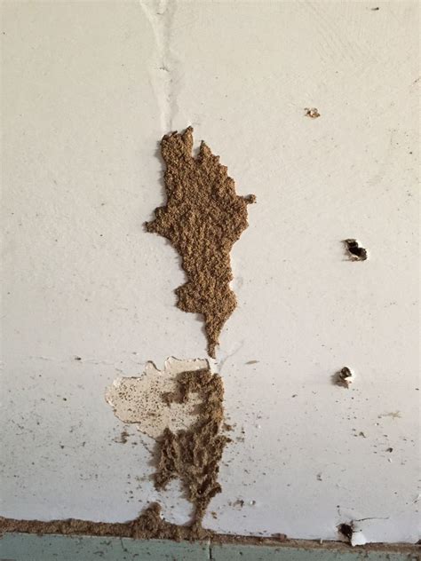 8 signs of termites in walls that you should never ignore – Artofit