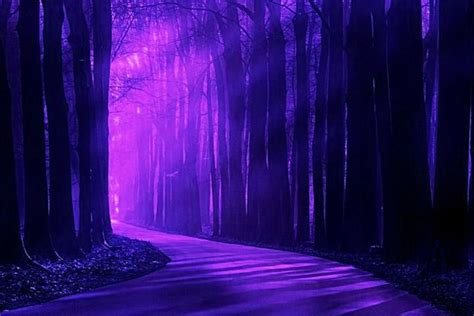 Purple forest | landscape purple forest | Rhapsody in Purple ...