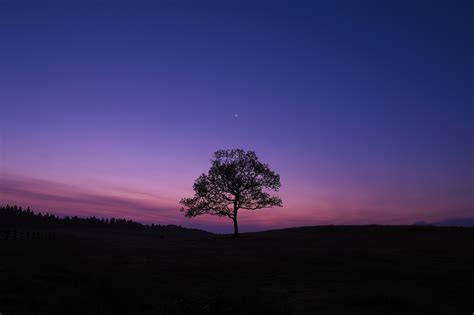 Dark Sky Tree Purple Sky Nature Wallpaper, HD Nature 4K Wallpapers ...