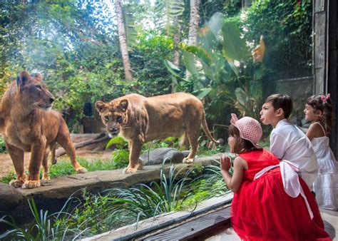 Meet wildlife at Bali Zoo for a family-friendly day out! | Honeycombers ...