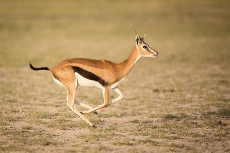 Gazelle Running Stock Photos, Pictures & Royalty-Free Images - iStock