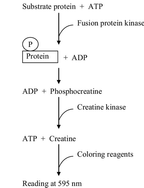 Schematic presentation of kinase activity assay. | Download Scientific ...