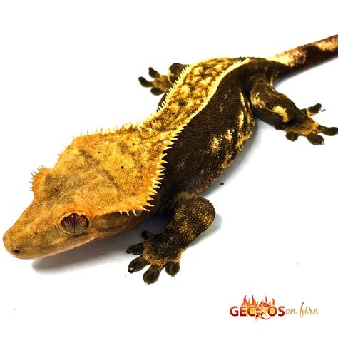 halloween crested gecko morphs Archives | Leopard Geckos for sale ...