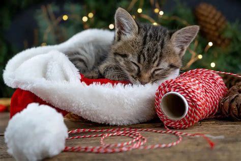 6 tips for a happy and safe Chrismas with cats - Bella & Duke