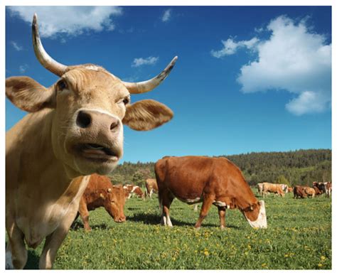 Cows Almost Impossible To Domesticate, DNA Reveals — Science ...