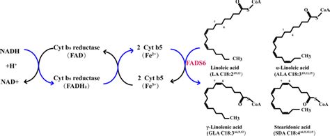 Δ6 fatty acid desaturase electron transfer system. Blue lines indicate ...