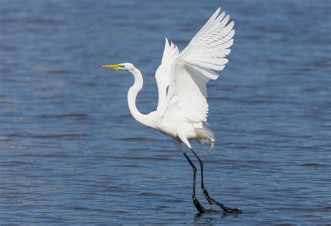 Egret Symbolism & Meaning (+Totem, Spirit & Omens) | World Birds