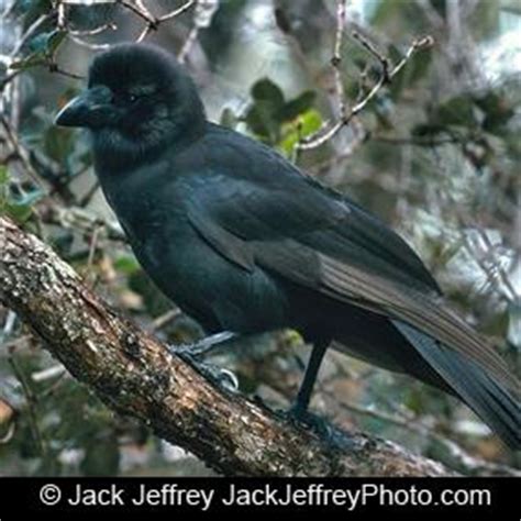 Alala - The Hawaiian Crow | BirdNote