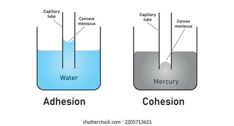 Adhesion Cohesion Water Stock Vector (Royalty Free) 2205713621 ...