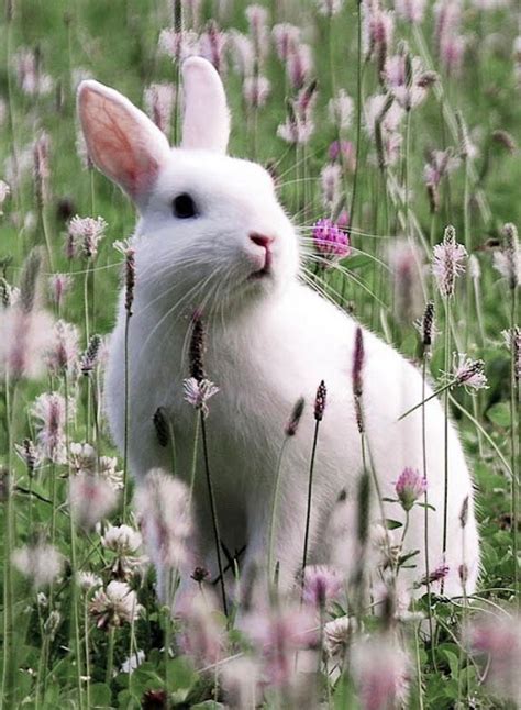 Cute White Rabbit Wallpaper Hd - Infoupdate.org