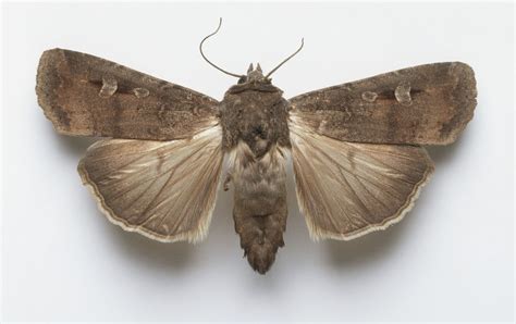 Australia's bogong moths can fly over 1000 kilometres (e.g., Queensland ...