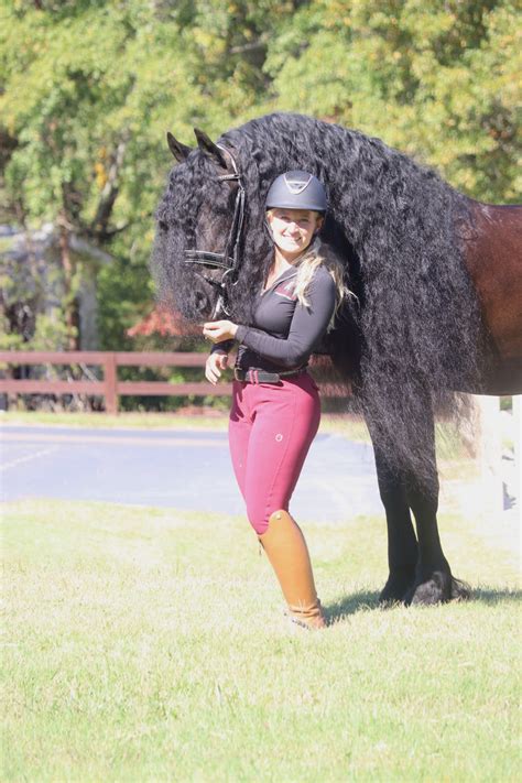 Friesian Horses For Sale at Friesian Marketplace