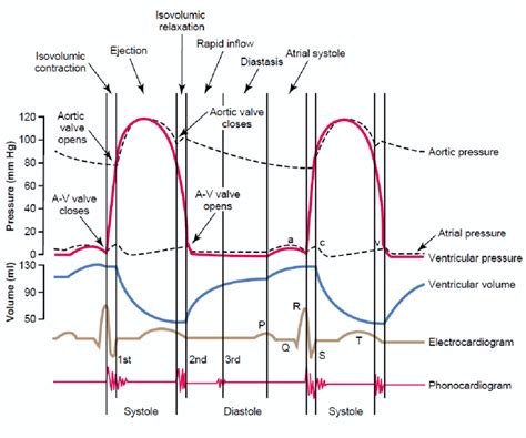 Wigger's Diagram showing the method of detecting systolic and diastolic ...