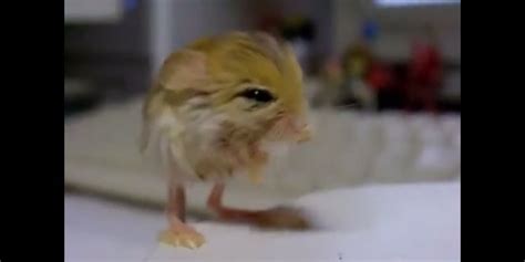 The Pygmy Jerboa Is The Cutest Animal You've Never Seen (VIDEO) | HuffPost