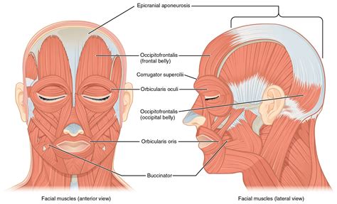 Muscle Anatomy Head - Human Anatomy Body