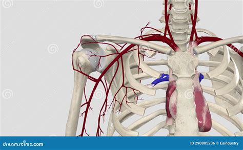 Arteries of Pectoral, Scapular, and Deltoid Regions Stock Footage ...