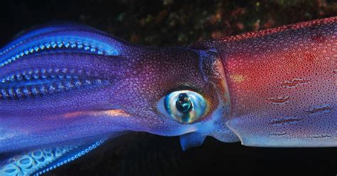 What Do Squid Eat? Their Diet Explained - A-Z Animals