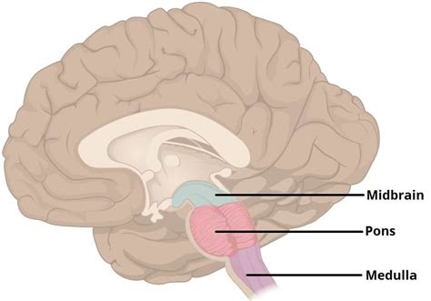 The Midbrain - Colliculi - Peduncles - TeachMeAnatomy