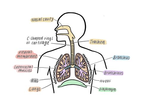 Notes on IGCSE Biology Part E- Gas Exchange - ByeGCSE Revision