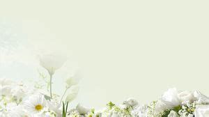 Elegant green background white floral PPT background picture PowerPoint ...