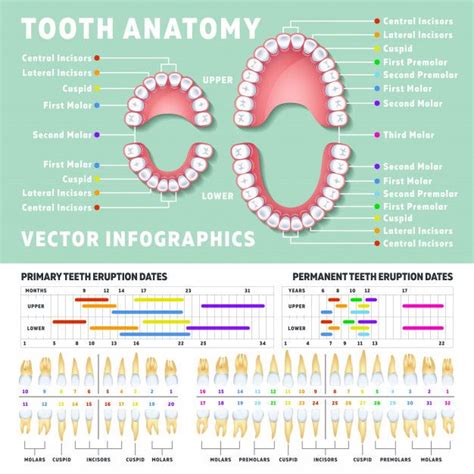 Premium Vector | Orthodontist human tooth anatomy infographics with ...