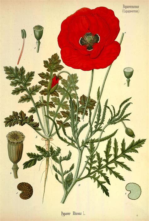 Corn poppy. From Köhler's Medizinal-Pflanzen, vol. 4. Source ...