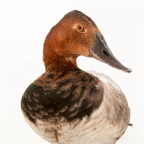 Canvasback | National Geographic