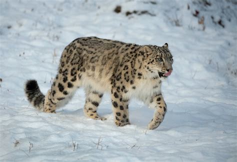 Snow Leopard - Facts and Beyond | Biology Dictionary