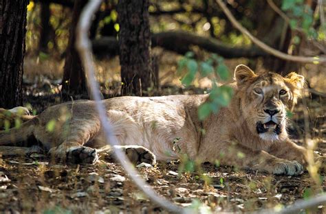 Gir Forest National Park: The Last Lions