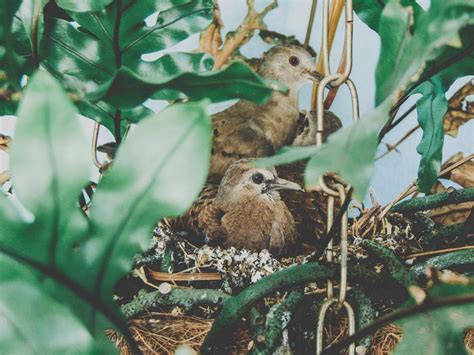 Birds Ruddy Ground Dove Nest free image download