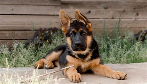 German Shepherd Breed: Characteristics, Care & Photos | BeChewy