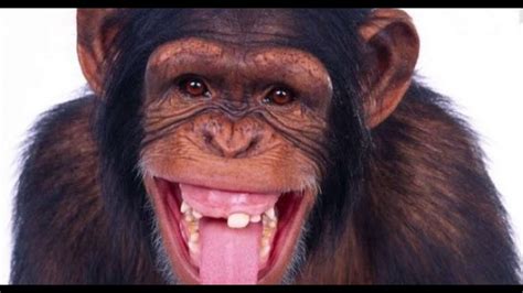 Free and happy time Funny Baby Chimp Playing at home 2018 - So funny ...