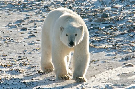 Polar bears, Bears and Google on Pinterest