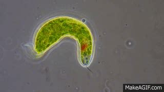 Euglena - Flagellum movement in phase contrast on Make a GIF