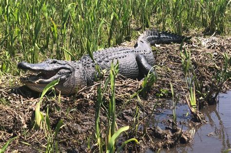 Large Airboat Swamp Tour | Gray Line