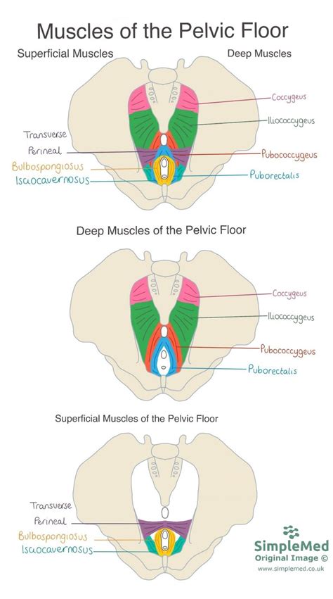 9+ Pelvic Floor Female Diagram - MickelaAymen