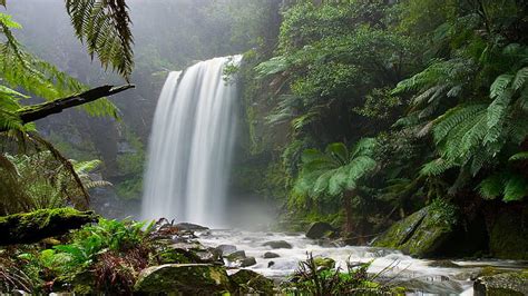 Forest Jungle Waterfall HD, waterfalls and green trees, nature, forest ...